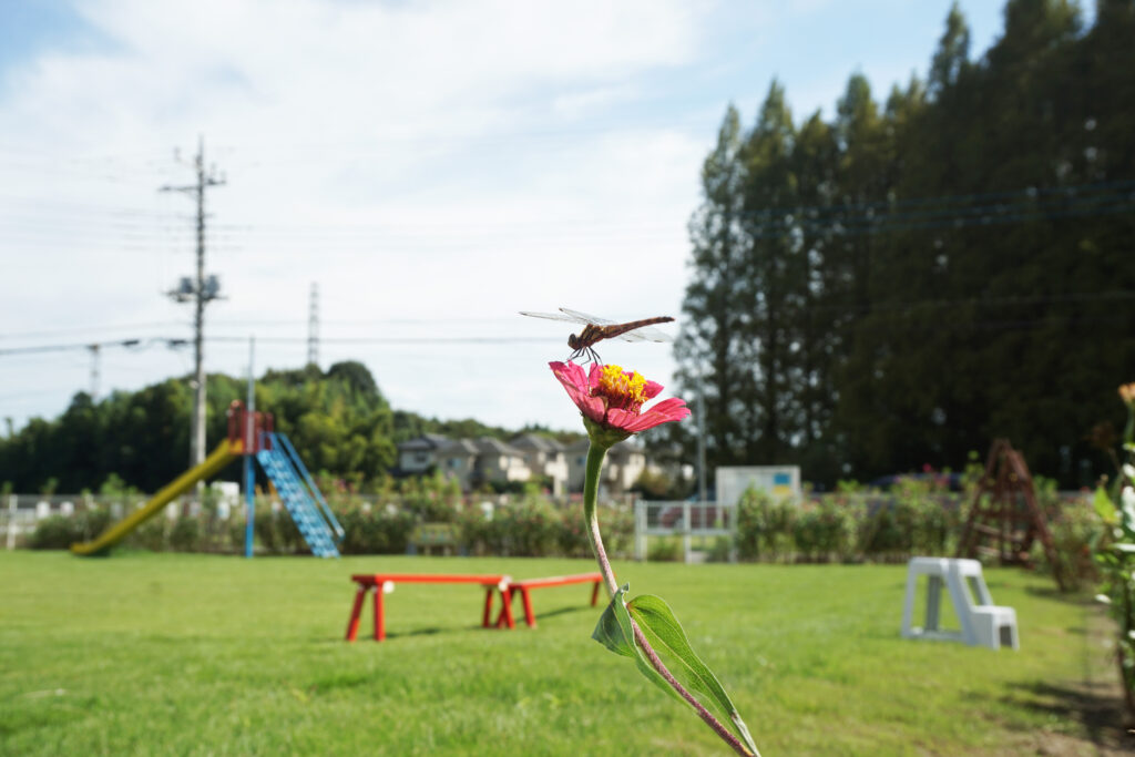 ひかりの子幼児学園の園庭